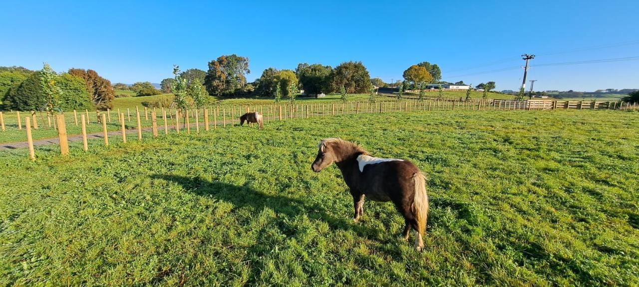 Country Comfort - Only 10 Minutes From Hamilton Cbd Buitenkant foto